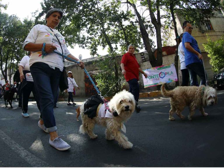 La Quinta Edicion De La Carrera Y Caminata Con Mi Perro 2023 Llega A La